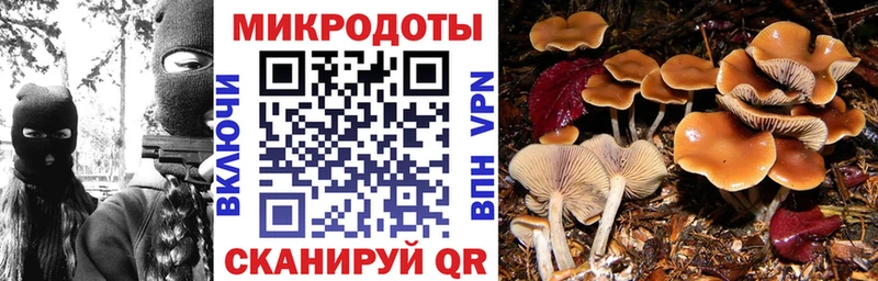 Галлюциногенные грибы Psilocybe  Отрадная 